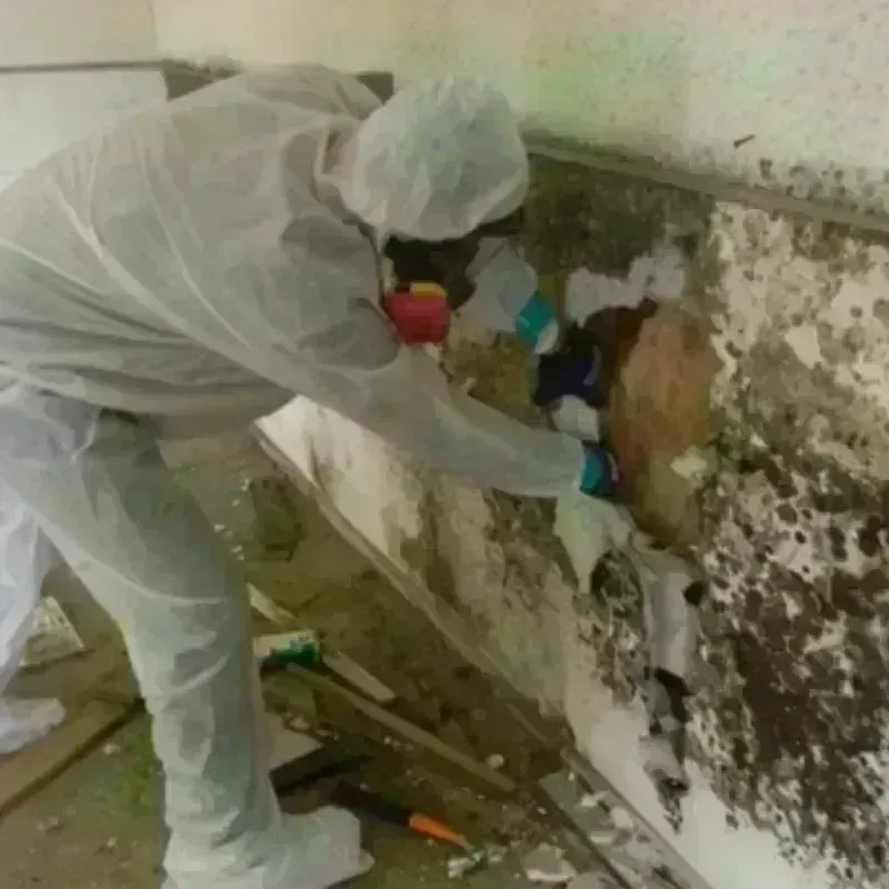 Mold Remediation and Removal in Saint Tammany Parish, LA